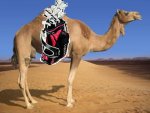 camel2.JPG