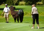 090903-04-llama-golf-caddy_big.jpg