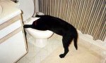 12cat-on-the-big-white-phone.jpg