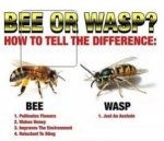 beewasp.jpg