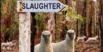 lambs-to-the-slaughter-1.jpg