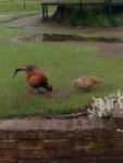 Birds2.jpg