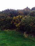 Gorse.jpg