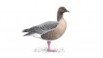 pinkfootedgoose_tcm9-18417.jpg
