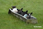 Welsh Bobsleigh.jpg