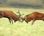 red_deer_rut_111sep15175318.jpg
