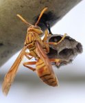 wasp.jpg