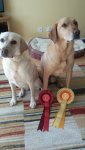 Agility Star Rosettes.jpg