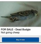 IMG-20180621-WA0001 (1).jpg