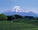 Field-green-tea-Mount-Fuji-Shizuoka-prefecture.jpg