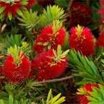 Bottlebrush.....jpg
