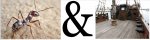 Ant and Dec.JPG Ant and Dec.JPG