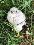Kestrel chick.jpg