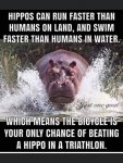 Hippo.jpg