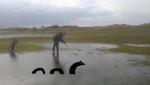 Casual Water-nessie.jpg