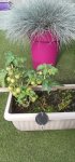 20210913_102824tomatosr.jpg