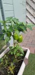 20210913_102835peppersr.jpg