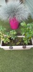 20210913_102843plantsr.jpg