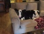 border-collie-drunk.jpg
