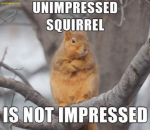 Squirrel.png