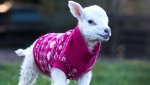 REX_lamb_sweaters_02_mm_160324_16x9_992.jpg