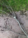 Loose Branch Rule Conundrum.jpg