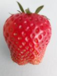 Strawberry.jpg