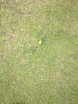 Centre of green.jpg