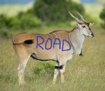 eland.jpg