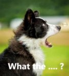 What the.jpg What the.jpg