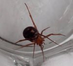 spider.jpg