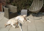 two labs.jpg