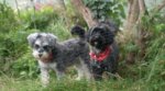 Nellie and Ralph.jpg