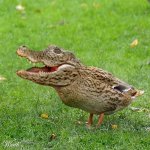 Crocoduck.jpg Crocoduck.jpg