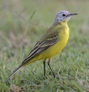 wagtail.jpg