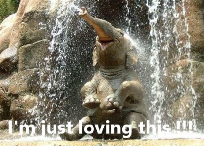 Elephant just loving this.jpg