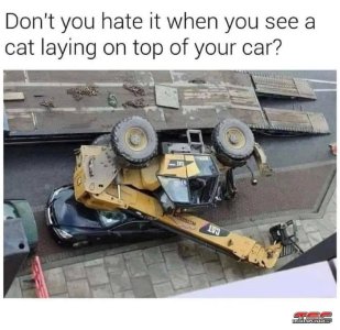 catoncar.jpg