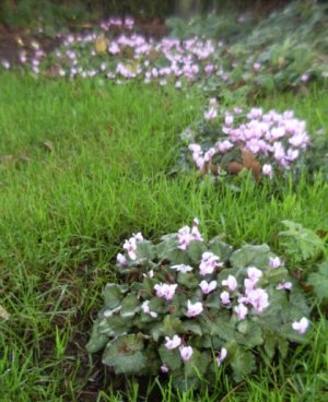 cyclamen.jpg