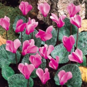 cyclamen2.jpg