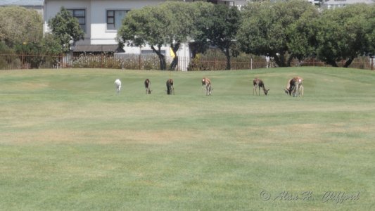 p340_2560.med.jpg