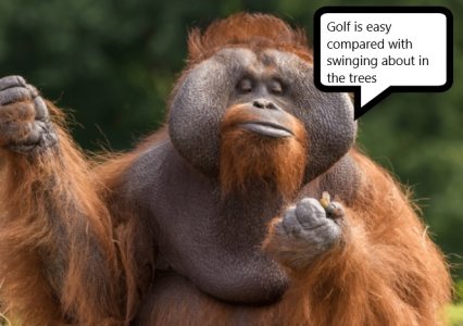 orangutan golfer.jpg