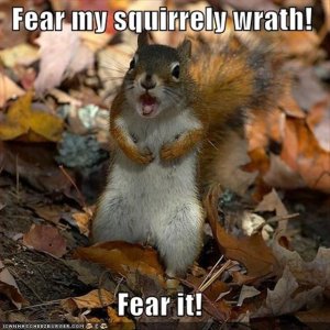 funny-squirrels2.jpg