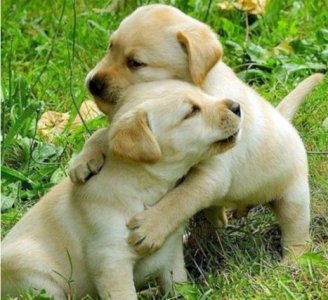 labrador puppies.jpg