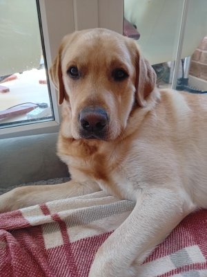 Cooper.jpg