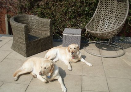 two labs.jpg