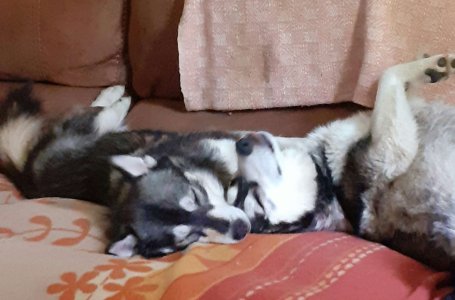 jpeg-optimizer_aviary-image-1716653708082.jpeg