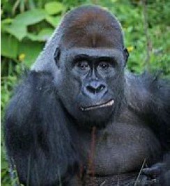 silverback.jpg