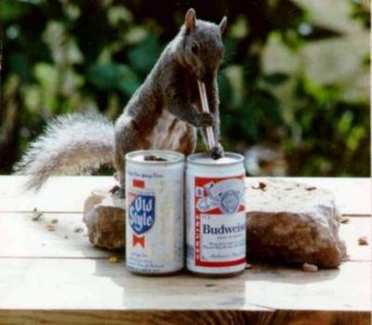 HD-wallpaper-drinking-squirrel-funny-beer-squirrel-drinking-1958910184.jpg
