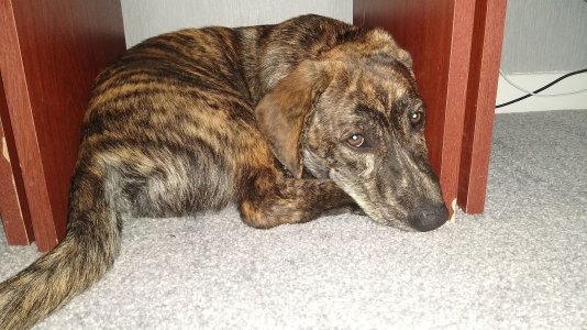 Frank under table.jpg