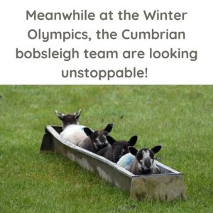 Bobsleigh.jpg